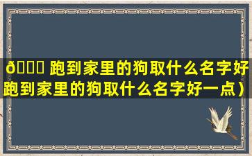 🐘 跑到家里的狗取什么名字好（跑到家里的狗取什么名字好一点）